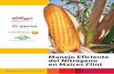 Manejo Eficiente del Nitrógeno · manejo del maíz Plata requiere un estudio específico y evaluaciones sobre las dife- rentes decisiones de manejo del cultivo (zonificación, fertilización,