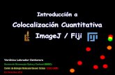 Colocalización Cuantitativa ImageJ / Fijiweb4.cbm.uam.es/...optica...ColocalizacionCuantitativa-Ed-DIC2011.pdf · Colocalización Cuantitativa Dentro de la Colocalización Cuantitativa