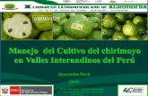 Manejo del Cultivo del chirimoyo en Valles Interandinos ... · en Recursos Genéticos y Biotecnología en convenio con el IPGRI y con el apoyo financiero del INIA-España durante