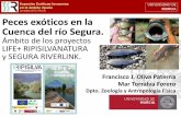 Peces exóticos en la Cuenca del río Segura. · 2015-04-13 · Situación (1980s) Sector LIFEs Inventario y cambios históricos La ictiofauna continental de la Cuenca del río Segura.
