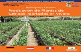 BOL/I79 Manual para el Productor Producción de …...Producción de Plantas de Cítricos Injertados en Vivero PROYECTO: MANEJO INTEGRAL DE LOS RECURSOS NATURALES EN EL TRÓPICO DE