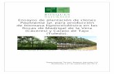 Ensayos de plantación de clones Paulownia sp . para producción de … · 2016-03-11 · Ensayo de Plantación de clones de Paulownia sp. para la p roducción de Biomasa en las fincas
