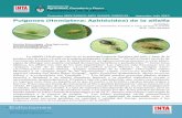 Pulgones (Hemiptera: Aphidoidea) de la alfalfa Pulgones de la alfalfa.pdf · La alfalfa (Medicago sativa) es la principal especie forrajera del país y base de la ... promedio cada