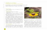 Ophrys lutea - Junta de Andalucía · Las flores son polinizadas por la abeja solitaria Anthophora atroalba, que recibe los polinios en el extremo del abdomen. La tasa de fructificación
