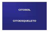 Citosol - Citoesqueletoalevazquez.com.ar/pdfs/Citosol_Citoesqueleto.pdfEs la solución acuosa que ocupa la totalidad del citoplasma de la célula eucariota y que baña al resto de