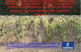 RESULTADOS CULTIVOS PRIMAVERA-GIRASOL.ALBALDEJITO - Gobierno de …pagina.jccm.es/agricul/albaladejito/pdf/RESULTADOS... · 2016-09-29 · Centro de Investigación Agraria de Albaladejito