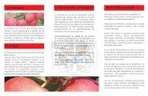 La manzana La producción en Uruguay Nutrición y saludmontevideo.gub.uy/sites/default/files/folleto_manzana.pdf · La manzana La manzana es el fruto del manzano (Pyrus malus), el