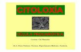 CÉLULA PROCARIÓTICA - Galiciacentros.edu.xunta.es/iesoteropedrayo.ourense/dptos... · coñecidos co nome de Eubacterias. Os procariotas calcúlase que apareceron hai uns 3.600 millóns