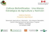 Cultivos Biofortificados: Una Alianza Estratégica de Agricultura y ...lac.harvestplus.org/wp-content/uploads/2015/02/cultivos... · Estratégica de Agricultura y Nutrición Helena