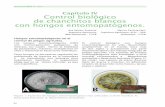 Capítulo IV Control biológico de chanchitos blancos con hongos …biblioteca.inia.cl/medios/biblioteca/boletines/NR37214.pdf · 2017-06-21 · Figura 9: Efecto de formulaciones