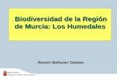 Biodiversidad de la Región de Murcia: Los Humedalesdatos.alhamademurcia.es/descargas/Mesa Redonda... · Cualidades de los humedales en ambientes áridos ... Embalses de Quípar,