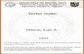 Yerba matebibliotecadigital.econ.uba.ar/download/tesis/1501-0348...La yerba mate es una planta que pertenece a la familia de las Aquifole'c.al que tiene su origen en la América del