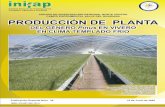 PRODUCCIÓN DE PLANTA DEL GÉNEROsivicoff.cnf.gob.mx/ContenidoPublico/09 Manuales... · 2017-06-14 · 7 incrementan los costos y se alarga el tiempo de establecimiento de la plantación