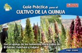 QUINUA - Louvain Coopération Guia practica Cultivo...de forma redonda y aplanada, como una palama o pillagua, pero de solo 2 milímetros. Los granos de la quinua, fruto y semilla,