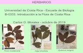 HERBARIOS Universidad de Costa Rica - Escuela de Biología ...biologia.ucr.ac.cr/profesores/Morales Carlos/Herbarios-oct2019.pdfHerbario: Colección de especímenes de plantas, algas,