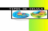 TIPOS DE CELULA - sciencejagim.files.wordpress.com  · Web viewSaber reconocer las diferencias entre cada tipo de célula desde cómo está constituida hasta cada una de sus funciones