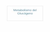 Metabolismo del Glucógeno - Guía de Bioquímica · Glucogeno sintasa Cebador de glucógeno. Adición a la cadena. Ramificación Enzima ramificante (1,4 –1,6) -amilotransglucosilasa