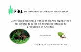 Daño ocasionado por defoliación de Attacephalotes a los ... · Cobija-Pando, 25 al 27 de noviembre del 2015. INTRODUCCION Reduce la capacidad fotosintética, distribuida en: Bolivia,