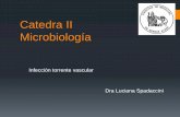 Catedra II Microbiología · (RETROCULTIVO HEMOCULTIVO) Cultivo cuantitativo (RETROCULTIVO HEMOCULTIVO) Catéter se retira Hemocultivo + Maki 15 UFC . Infección torrente vascular