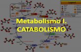 Metabolismo I. CATABOLISMO · Anabolismo ANABOLISMO Comienza en la fase III por los pequeños compuestos originados en la fase III del catabolismo. En la fase II se forman los monómeros