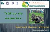Importancia internacional del tema. Situación de México ... · Cuarto lugar mundial en riqueza de anfibios (250 especies). Onceavo lugar mundial en diversidad de aves (1,150 especies).