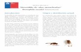 “Drosófila de alas manchadas” - SAG...Drosófila de alas manchadas – Drosophila suzukii. Programa Moscas de la Fruta. Subdepartamento Sanidad Vegetal /División Protección