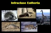 Infraclase Eutheria - Benemérita Universidad Autónoma de Pueblacmas.siu.buap.mx/portal_pprd/work/sites/biologia... · 2016-05-26 · Los loris y potos tienen las orejas cortas y