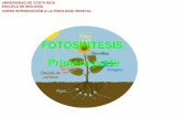 FOTOSÍNTESIS: Primera parte - UCRbiologia.ucr.ac.cr/profesores/Garcia Elmer/FOTOSINTESIS 1...FOTOSINTESIS ANOXIGÉNICA No libera oxígeno y usa donador de electrones distinto al agua,