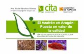 El Azafrán en Aragón: Puesta en valor de la calidad · Puesta en valor de la calidad del azafrán (Crocus sativus L.) producido en Teruel 1. Estado sanitario del material vegetal