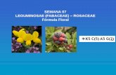 SEMANA 07 LEGUMINOSAE (FABACEAE) ROSACEAE Fórmula Floral · LEGUMINOSAE (FABACEAE) Árboles, arbustos o hierbas, inermes o armadas, erguidas, rastreras o trepadoras, generalmente