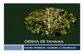 Home - RAMACAFE 2011 - GEISHA DE PANAMA IX - Reporte...Geisha de Panamá – Variedad Porte alto – baja densidad de cultivo – baja producción Altura minima de sembrado 1,400 m