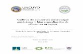 Cultivo de consorcio microalgal autóctono como parte del … · 2015-04-07 · 7 Lucero, Ana Soledad CULTIVO DE CONSORCIO MICROALGAL AUTÓCTONO Y BIORREMEDIACIÓN DE EFLUENTES URBANOS