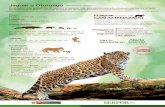Jaguar u Otorongo (Panthera onca) · 2018-10-25 · Ministerio de Agricultura y Riego Jaguar u Otorongo (Panthera onca) Es el felino más grande de América y el tercero más grande