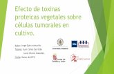 Efecto de toxinas proteicas vegetales sobre células ...iesandreslaguna.centros.educa.jcyl.es/sitio/upload/... · Ensayo de viabilidad sobre células HeLa y COLO 320. 24, 48, 72 h