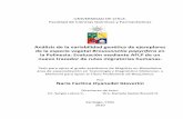 Broussonetia papyrifera en la Polinesia: Evaluación mediante AFLP de …repositorio.uchile.cl/tesis/uchile/2010/qf-oyanedel_nf/... · 2012-04-26 · UNIVERSIDAD DE CHILE. Facultad