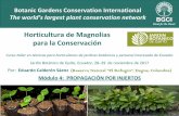 Horticultura de Magnolias para la Conservación · Injerto de parche o de placa Tomado de CSIC, 2017 •La porción de corteza que lleva la yema de la variedad a injertar, se recorta