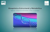 Bioquímica Estructural y Metabólica. Primer Grado de ...2018... · TEMA18.%%Síntesis%de%aminoácidos,%hemo%y%nucleó