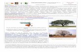 Fiche présentation arbre Sclerocarya birrea Statut IUCN · )3(–4) compartiments, chacun comportant une graine aplatie (Source : Prota database Fr). Type / forme de la graine: Une