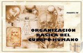ORGANIZACIÓN BÁSICA DEL CUERPO HUMANO organizacion baasica... · 8.- Sistemas anatómicos de referencia Estudio cuerpo humano Posición de referencia Posición anatómica Otros