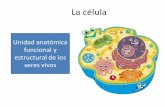 La célula...Existen dos tipos de célula Procarionte • No tiene núcleo • Posee pared celular constituida por polisacáridos • No tiene organelos • Posee membrana • Posee
