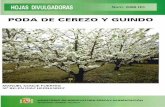 PODA DE CEREZO Y GUINDOPODA DE CEREZO Y GUINDO INTRODUCCION La superficie dedicada al cultivo del cerezo se expansionó consi-derablemente en los últimos años como consecuencia de