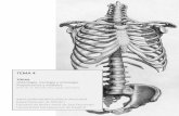 TEMA 4 4. Tórax.pdf · 2018-01-01 · APUNTES GENERALES DE ANATOMÍA MORFOLÓGICA APLICADA II Dr. D. Ricardo Horcajada González 18 Las fibras musculares bajan paralelas desde la