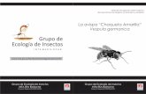 Grupo de Ecología de Insectos · 2013-04-19 · Anotaciones Aspectos básicos de la biología de Vespula germanica Las "chaquetas amarillas" son avispas sociales pertenecientes al
