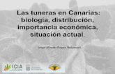Canal Agrario La Palma - Las tuneras en Canarias: …canalagrariolapalma.com/wp-content/uploads/Sobre-tuneras...Nopalli • América (una de la especies más relevantes para los Aztecas)
