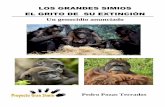 LOS GRANDES SIMIOS EL GRITO DE SU EXTINCIÓN · 2016-09-12 · mismos peligros en una Tierra ... desaparición de los grandes simios, animales que tienen en común con los seres humanos