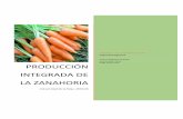 Producción integrada de la zanahoria1. Análisis del sueol a cultivar. 2. Determinación de la densidad aparente del suelo. 3. Determinación del rendimiento. 4. Fertilización orgánica.