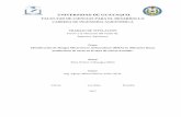 FACULTAD DE CIENCIAS PARA EL DESARROLLOrepositorio.ug.edu.ec/bitstream/redug/20871/1/HMA en... · 2017-10-22 · Identificación de Hongos Micorrícicos Arbusculares (HMA) en diferentes