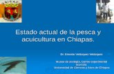 Estado actual de la pesca y acuicultura en Chiapas. actual de la pesca y la acuacultura Velazquez...B. ensifera G. cinereus L. argentiventris K. elegans Abundancia relativa %Biomasa