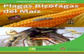 Campaña Manejo Fitosanitario del Maíz Plagas …cesavem.mx/img/fitosanitariodelmaiz/maiz.pdfalimentándose de las raíces de los cultivos del maíz, trigo, cebada, avena, pastos,