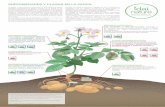 ENFERMEDADES Y PLAGAS EN LA PATATA. · Natural Solutions ENFERMEDADES Y PLAGAS EN LA PATATA. La patata o papa (Solanum tuberosum) es una especie de planta herbácea perteneciente
